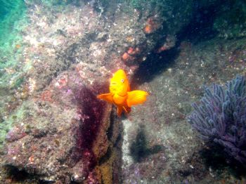 Catalina Goldfish.  Olympus C-4000 W/ IKELITE Housing and... by Kevin Robert Panizza 